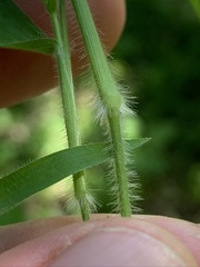Dichanthelium malacophyllum
