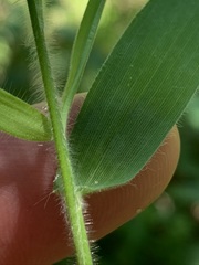 Dichanthelium malacophyllum