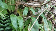 Smilax riparia