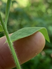 Dichanthelium malacophyllum