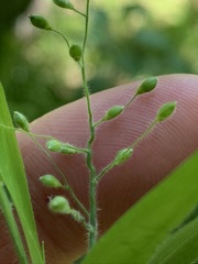 Dichanthelium malacophyllum
