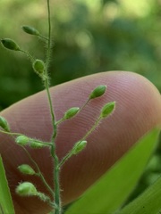 Dichanthelium malacophyllum
