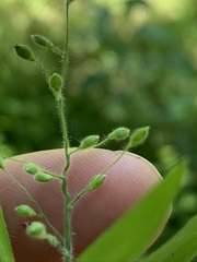 Dichanthelium malacophyllum