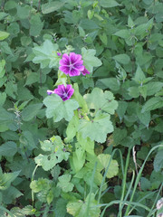 Malva sylvestris mauritiana