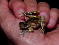 Dendropsophus marmoratus