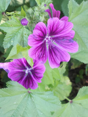 Malva sylvestris mauritiana