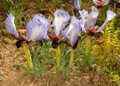 Iris paradoxa