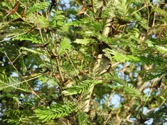 Vachellia hindsii