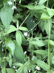 Stellaria vestita