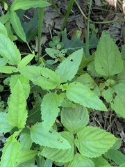 Conoclinium coelestinum