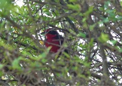 Rhodinocichla rosea