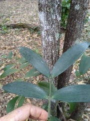 Agathis robusta