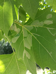 Phyllonorycter platani