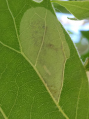Phyllonorycter platani
