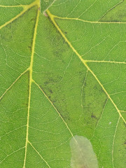 Phyllonorycter platani