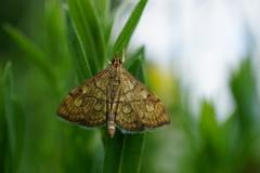 Anania verbascalis