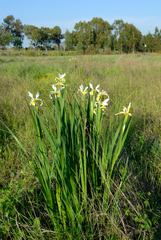 Iris orientalis