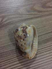 Cypraecassis coarctata