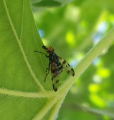 Otites porcus