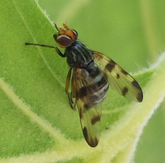 Otites porcus