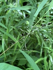 Poa sylvestris