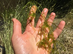 Nitella clavata