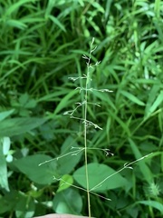 Poa sylvestris