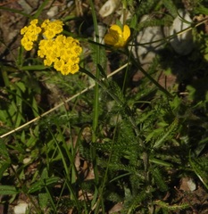 Achillea tomentosa
