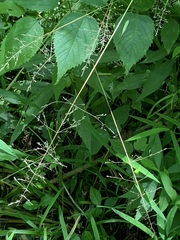 Poa sylvestris