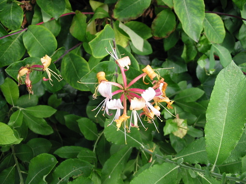Lonicera periclymenum