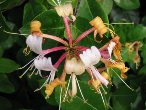 Lonicera periclymenum