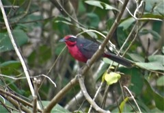 Rhodinocichla rosea