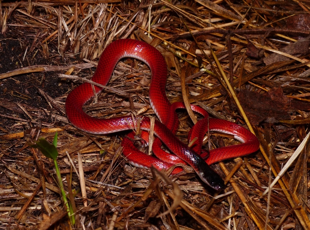 Pseudoboa coronata Schneider, 1801