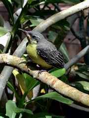 Cinnyris asiaticus