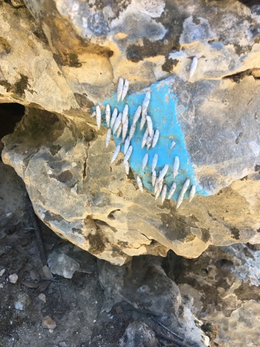 Albinaria munda observed 2019-09-09