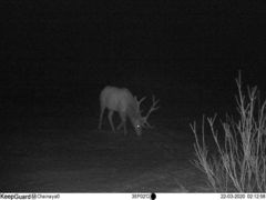 Cervus canadensis sibiricus