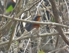 Rhodinocichla rosea