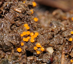 Cheilymenia raripila