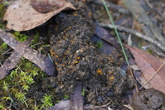Cheilymenia raripila