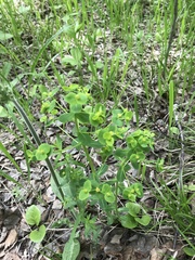 Euphorbia jenisseiensis