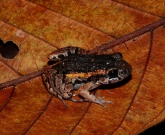 Adenomera hylaedactyla