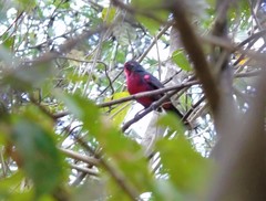 Rhodinocichla rosea
