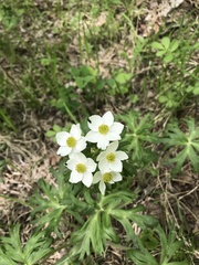 Anemonastrum crinitum