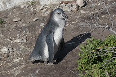 African Penguin photo 5