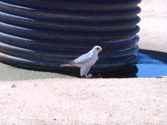 Falco hypoleucos