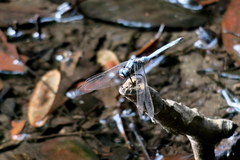 Orthetrum poecilops
