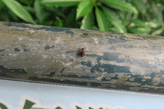 Hydrotaea chalcogaster