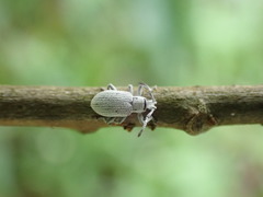 Cyphicerini
