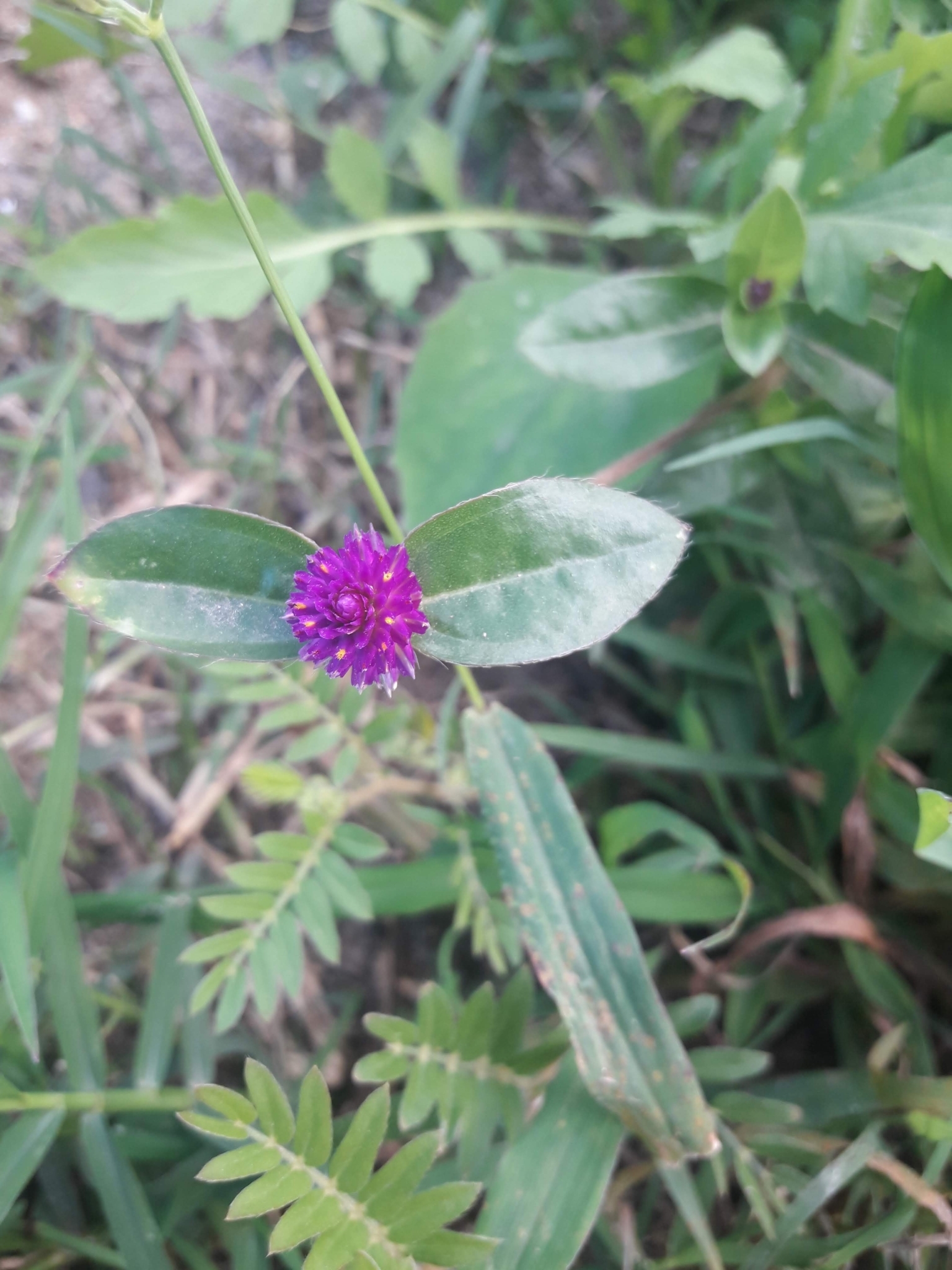Gomphrena globosa