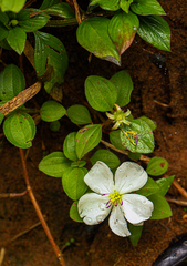 Dissotis decumbens